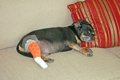 『小型犬』がかかり…の画像
