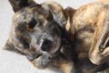 犬が悪さをしたので…の画像