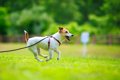 犬が『短命になる』…の画像