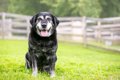 犬の『シニア期』何…の画像