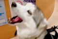 動物病院のお姉さん…の画像