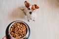 犬がいつまでも食べ…の画像