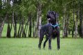 使役犬に属す犬種と…の画像