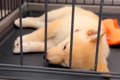 『致死率９０％以上…の画像