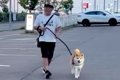 『犬が動かなくなっ…の画像