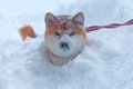 犬と『大雪の中』お…の画像