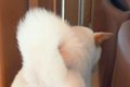 犬を置いて2階に行っ…の画像