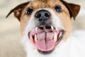 犬が飼い主の『髪の…の画像