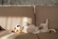 犬が心地よく過ごせ…の画像