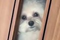犬が廊下にいるのに…の画像