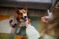 犬の『集中力』を高…の画像