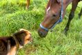 3頭の馬に囲まれた犬…の画像