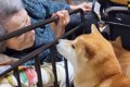 『犬が苦手なおばあ…の画像