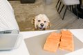愛犬と楽しめる『秋…の画像