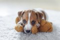 犬が『独り占めした…の画像