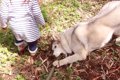 ハスキー犬と2歳の女…の画像