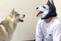 『ハスキー犬に変装…の画像