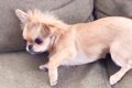 朝、犬が突然体調不…の画像