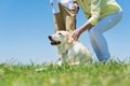 犬の『脳』はどうな…の画像