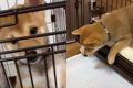 子犬が初めて自力で…の画像