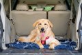 犬は『ドライブ』が…の画像