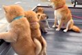 母犬と赤ちゃんワン…の画像