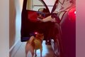 2匹の犬を車に乗せよ…の画像