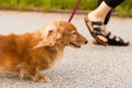 室内犬にも散歩はさ…の画像