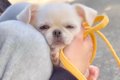 極小子犬が『初めて…の画像