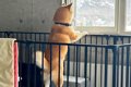 『実家の犬、俺が出…の画像