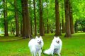 愛犬を連れてのんび…の画像