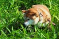 犬に危険な『ノギ』…の画像