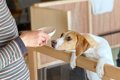 犬がご飯を前に『興…の画像