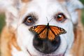 愛犬が虫を食べた！…の画像