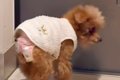 19歳になる老犬が見…の画像