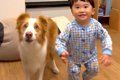 小さな男の子と犬が…の画像