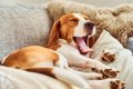 犬が『眠たい…』と感…の画像