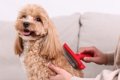 犬に対する『愛情と…の画像
