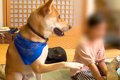 犬が『叱られている…の画像