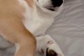 朝、一緒に寝た犬に…の画像
