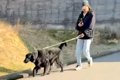 大型犬の散歩中、パ…の画像