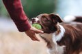 犬がおもちゃを離さ…の画像