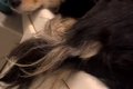 『犬がお風呂場を覗…の画像