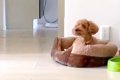 仕事中、ふと『犬の…の画像