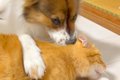 犬が『猫の頭をカミ…の画像