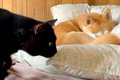 甘え下手な猫が『犬…の画像