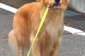 大型犬と朝の散歩へ→…の画像