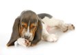 犬が『前足を舐めて…の画像