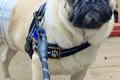AIに『犬を人間化し…の画像
