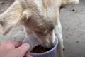 【野良犬支援】はじ…の画像